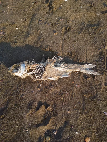 Fish skeleton on the sand