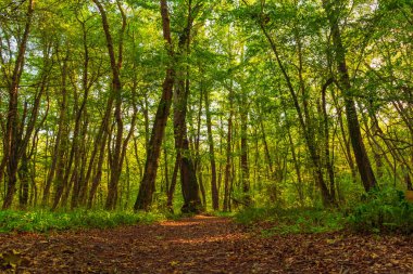 Path in the green dense summer forest
