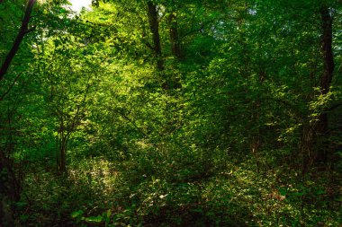 Yoğun yeşil ormanda, sık ağaçların arasından güneş ışıldıyor.