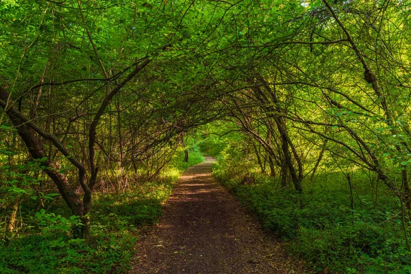 Path Green Dense Summer Forest — Zdjęcie stockowe