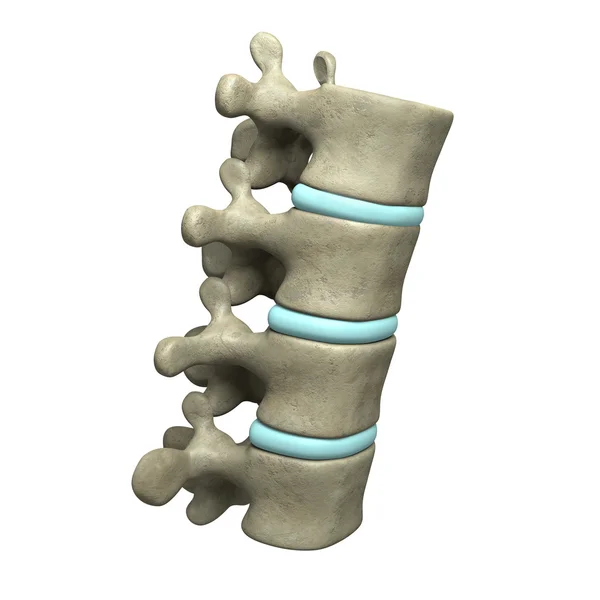 Vertebre — Foto Stock