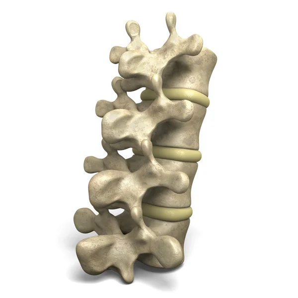 Позвонки. — стоковое фото