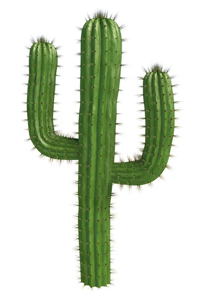 Cactus — Photo