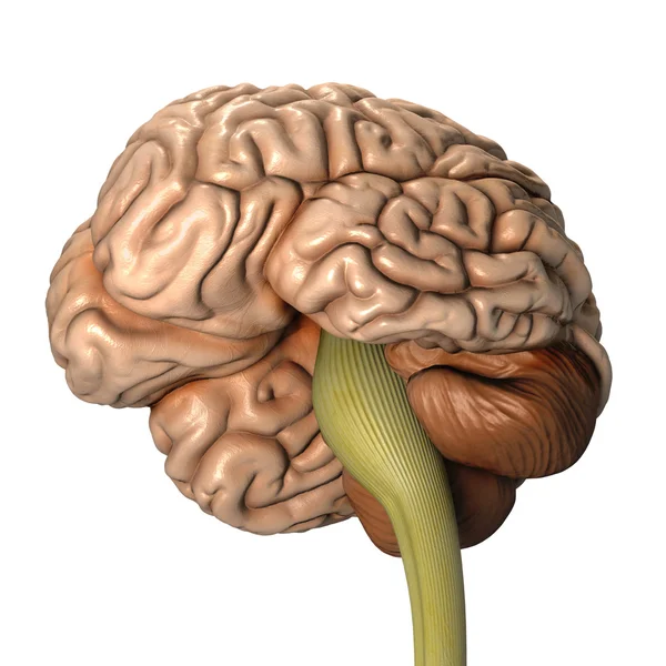 인간 두뇌 — 스톡 사진