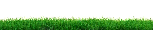 新鮮な草 — ストック写真