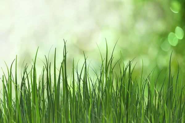 Verse gras — Stockfoto