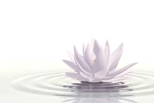 Floating waterlily — Stock Photo, Image