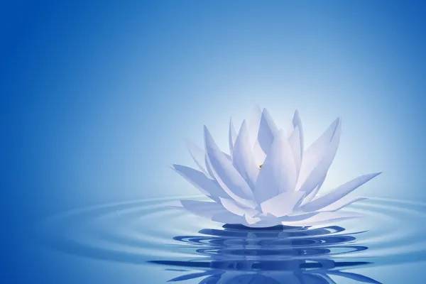 Floating waterlily — Stock Photo, Image