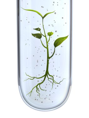 genetik olarak değiştirilmiş bitki
