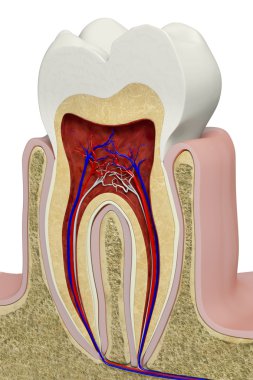 Tooth section clipart