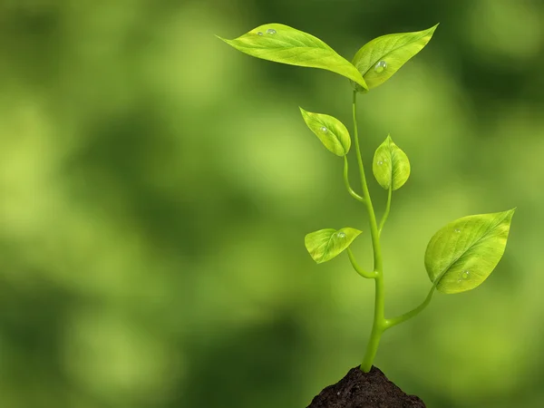 Growing life — Stock Photo, Image