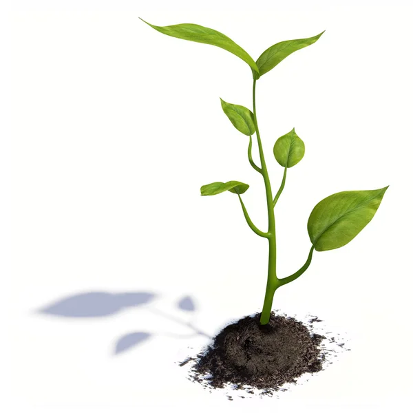 Growing life — Stock Photo, Image