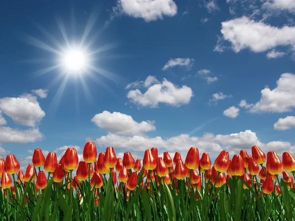 Campo de flores tulipa — Fotografia de Stock