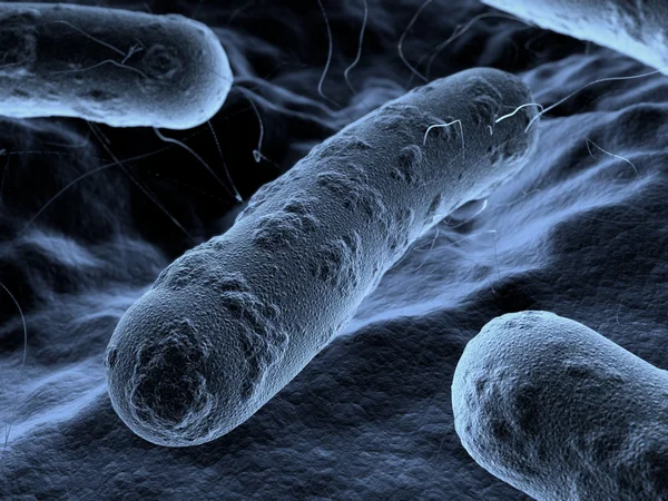 Bacteria under  microscope — Stock Photo, Image