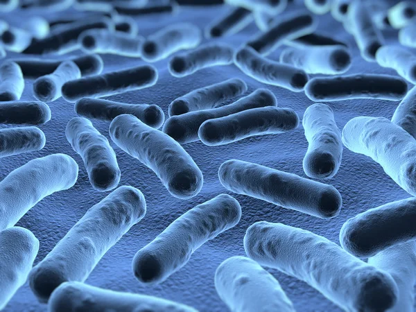 Bacteria under  microscope — Stock Photo, Image