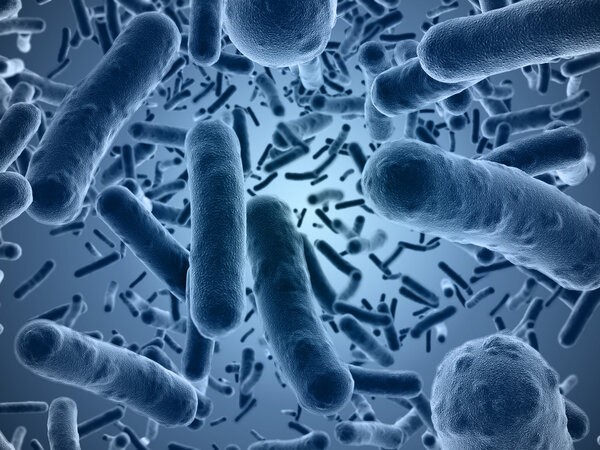 Bacteria under  microscope