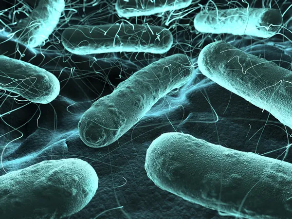 Bacteriën onder de Microscoop — Stockfoto