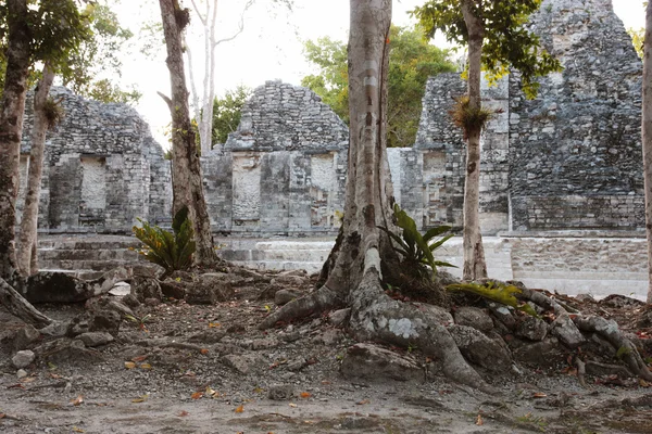 Chicanna mayan ruins — Stock Photo, Image