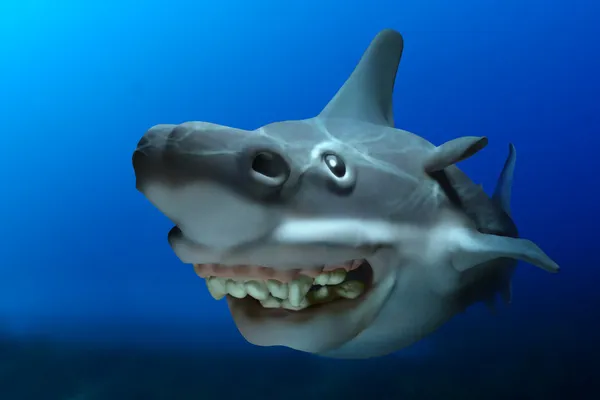 Shark attack — Stock Photo, Image