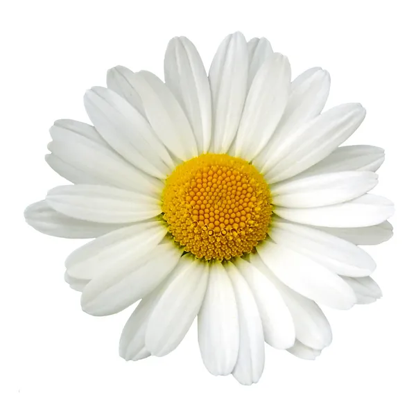 White daisy — Stock Photo, Image