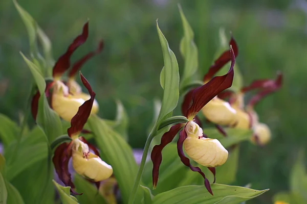 Orquídea zapatilla de señora —  Fotos de Stock