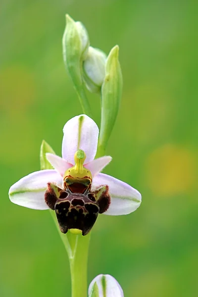 Рідко орхідея — стокове фото