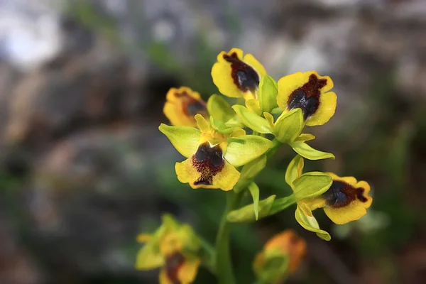 Zeldzame orchidee — Stockfoto