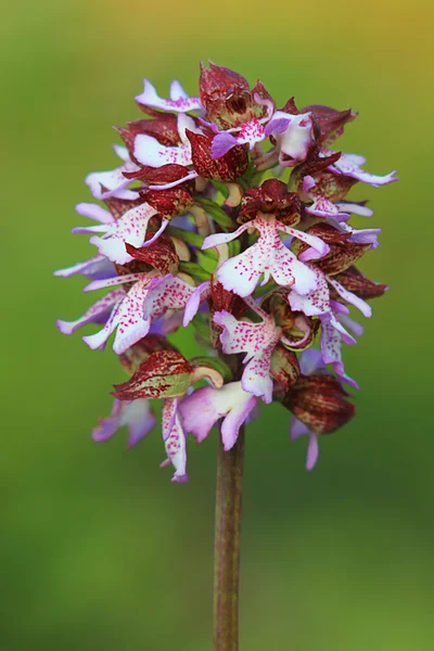 Rare orchid — Stock Photo, Image