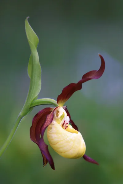 Orquídea zapatilla de señora —  Fotos de Stock