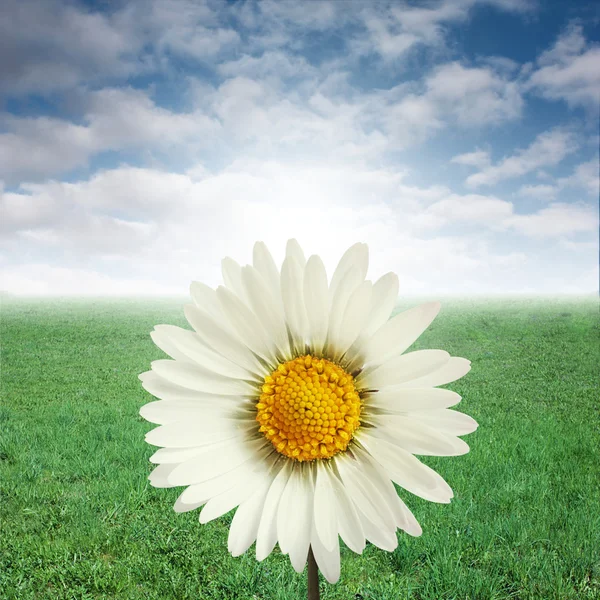 Gänseblümchen und blauer Himmel — Stockfoto