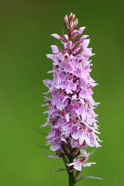 Редкая орхидея — стоковое фото
