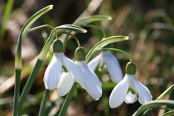 Sneeuwklokjes — Stockfoto