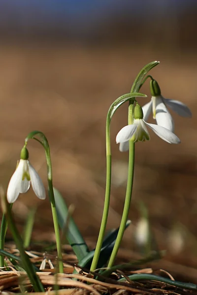 Sneeuwklokjes — Stockfoto