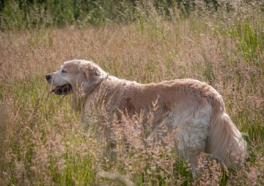 çim güneşli bir Golden retriever
