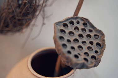 Egzotik bitki jöleli vazoya konur.