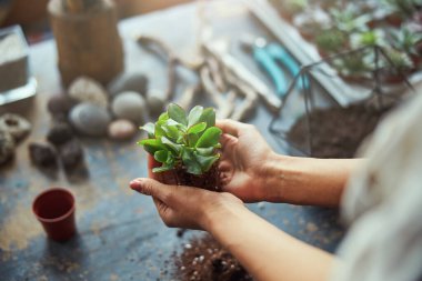 Tecrübeli bir çiçekçi çiçek dikmek için sulu bir bitki hazırlıyor.