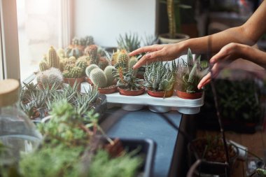 Tecrübeli bir çiçekçi çocuk odasındaki küçük sulu çiçekleri inceliyor.