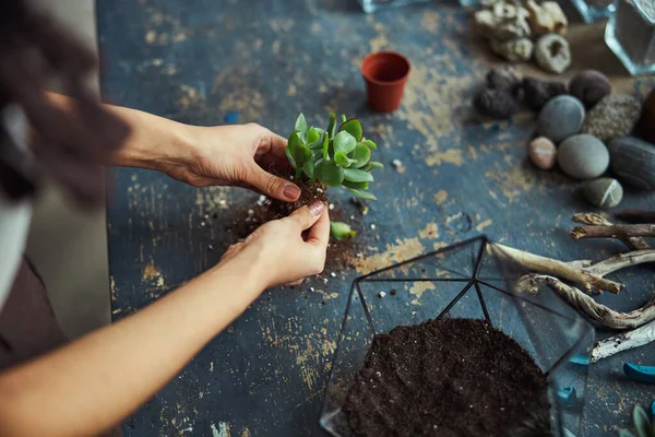 Ervaren voorbereiding van een jonge succulent voor het planten in het florarium — Stockfoto