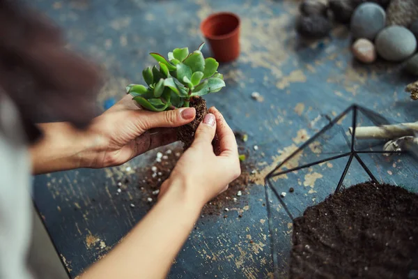 Decorador floral preparando la echeveria subrigida para plantar en el terrario — Foto de Stock