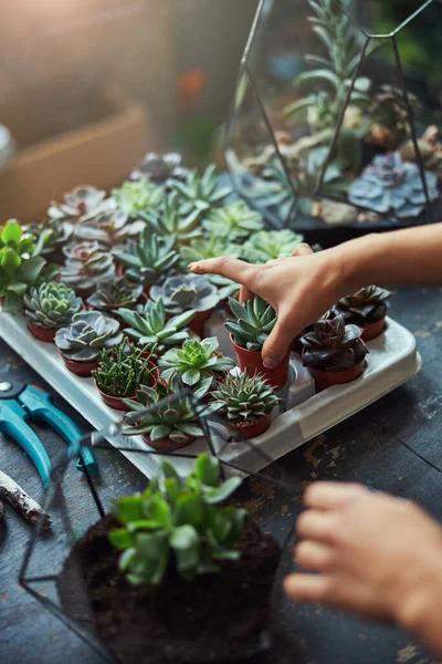 Florista sacando la echeveria en maceta de una bandeja de vivero — Foto de Stock