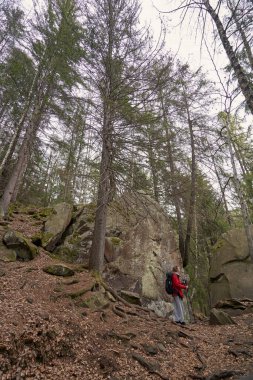 Dişi, yürüyüş sırasında iki kayanın arasından geçiyor.