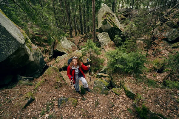 막대기를 들고 숲 속을 걷고 있는 노르딕 관광객 — 스톡 사진