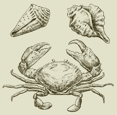 Crab and seashells clipart