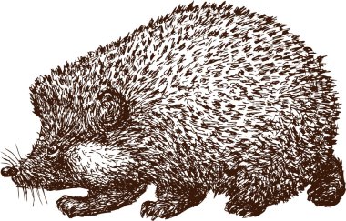 Kirpi