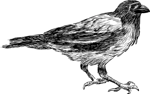 Grosso corvo — Vettoriale Stock