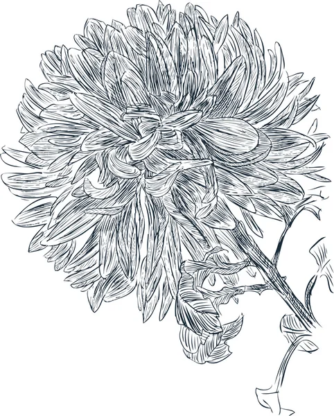 Crisantemo — Archivo Imágenes Vectoriales