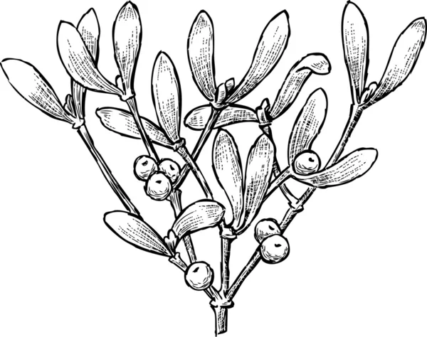 装飾的な枝 — ストックベクタ