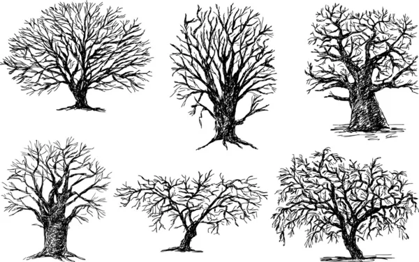 Olika träd — Stock vektor