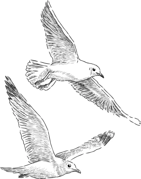 Flying sea gulls — Stock Vector