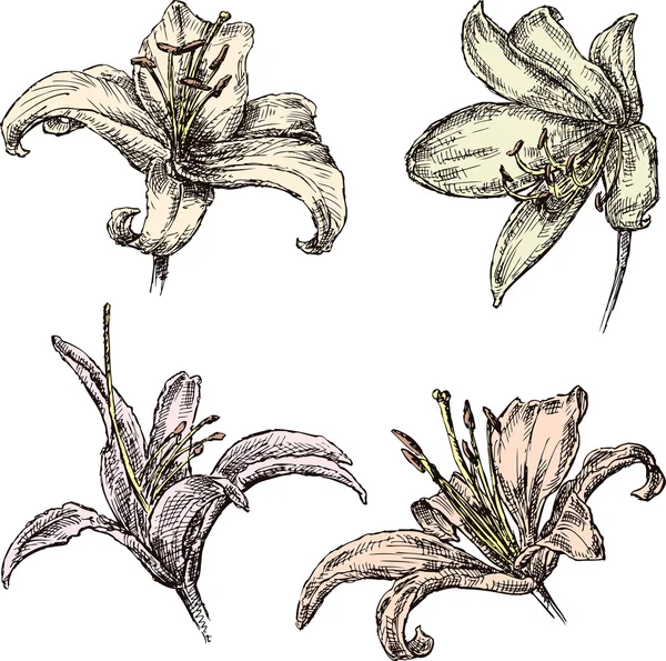Bunga lili - Stok Vektor